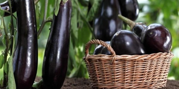 تصویر 2 از خرید بادمجان قلمی سیاه + قیمت فروش استثنایی